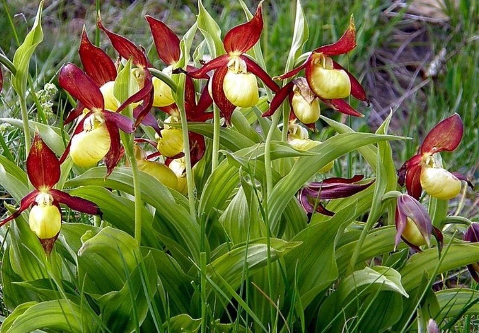 orchids in abruzzo