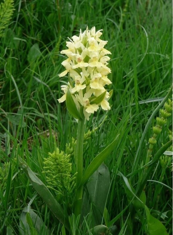 orchids in abruzzo