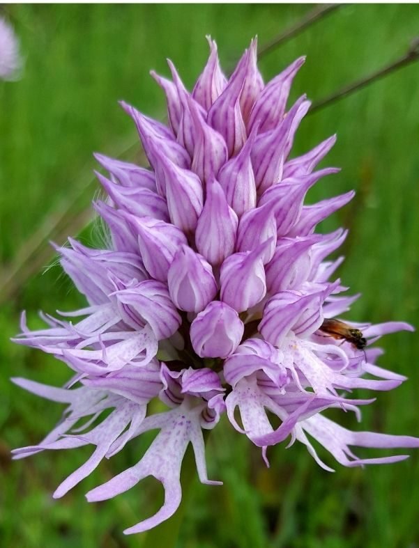 orchids in abruzzo